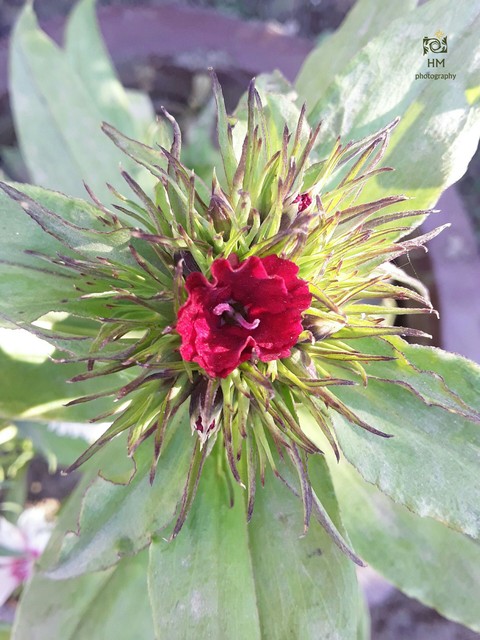 produce, floristry वॉलपेपर
