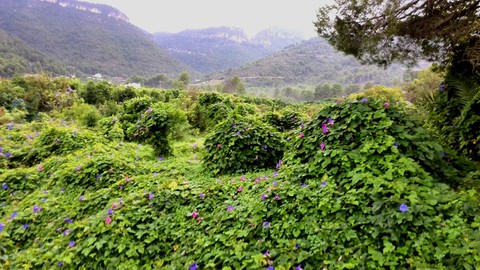 Beauty's Nature