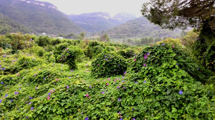 Beauty's Nature
