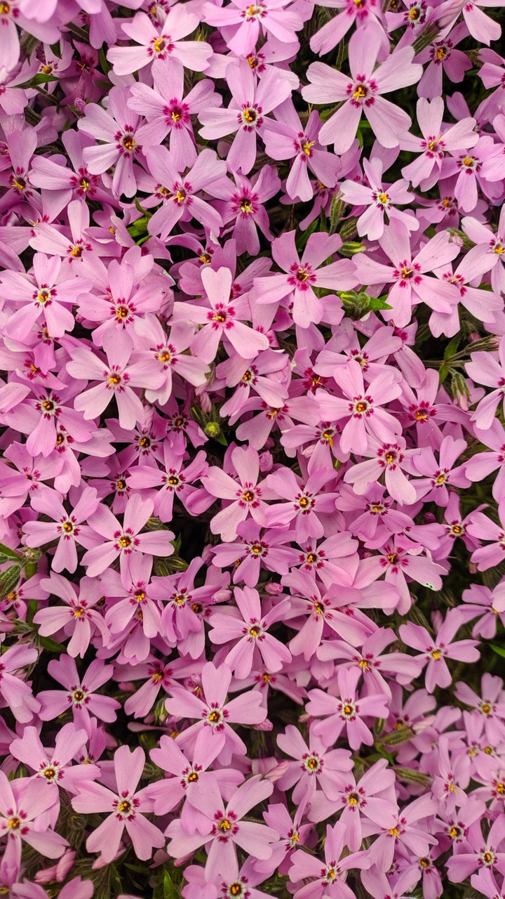 flower background