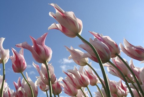 closeup, tulip Hintergrundbilder