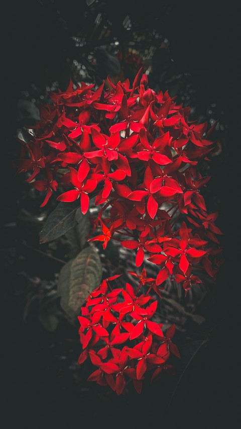 шпалери twig, magenta