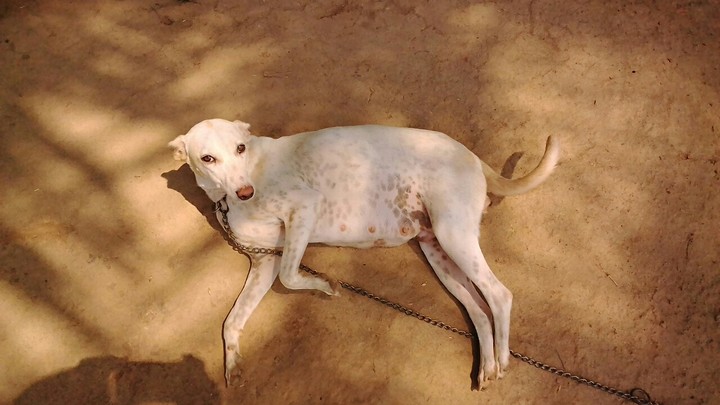 Goggy