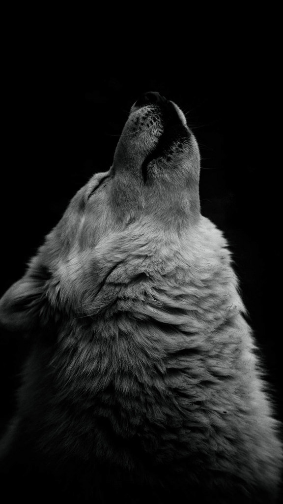 wolf