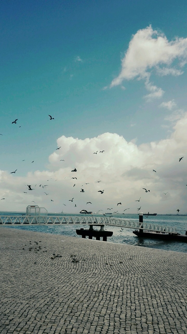seabirds
