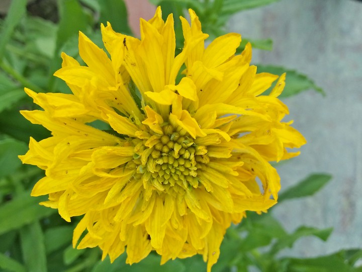flower
