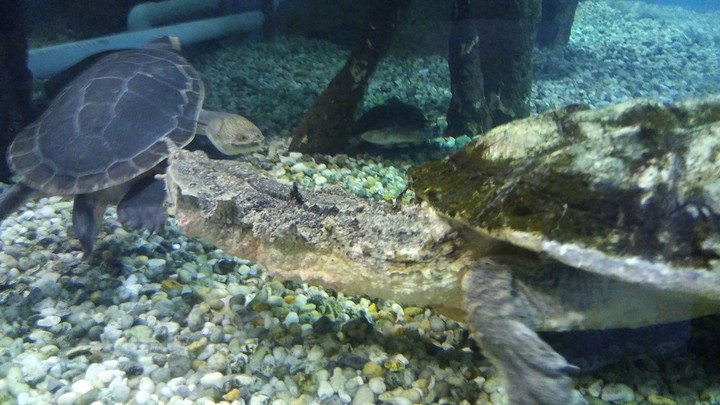 Mata Mata Turtle, Cape May Zoo
