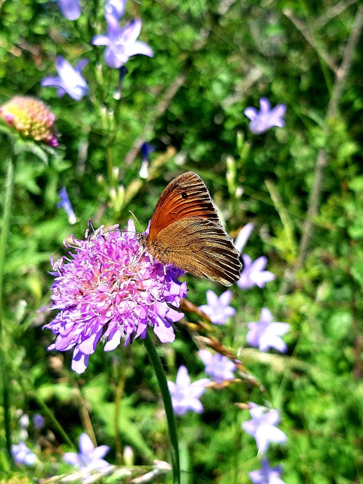 Ein oksenauge Schmetterling ???