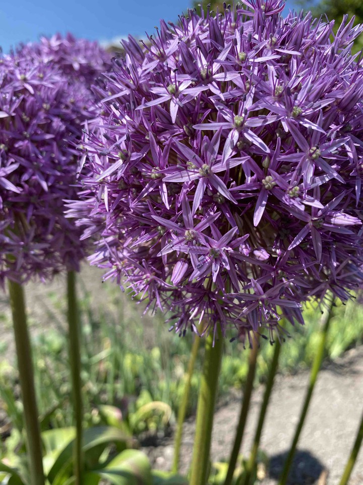 purpel flower