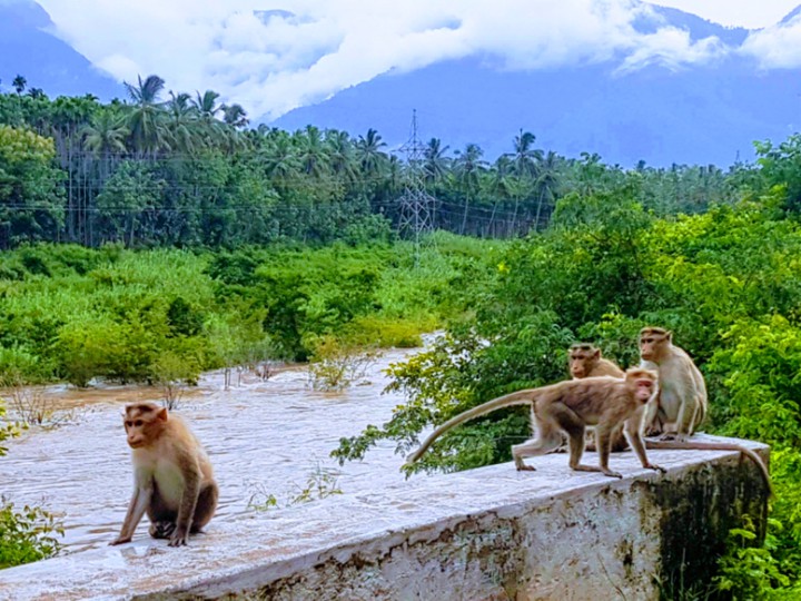 animals