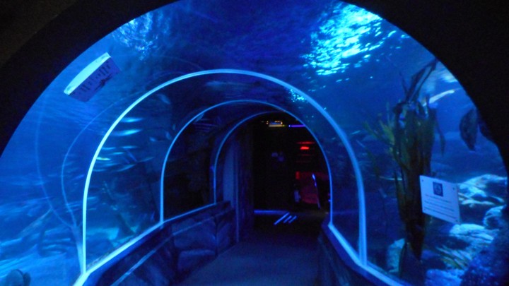 Aquarium at Berlin
