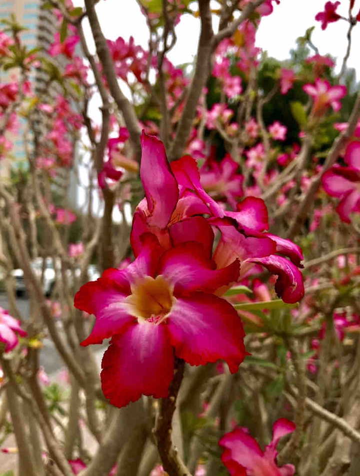 Scarlet flowers