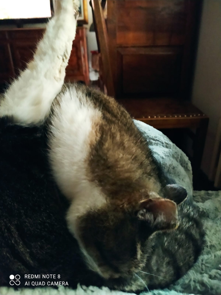 miao2