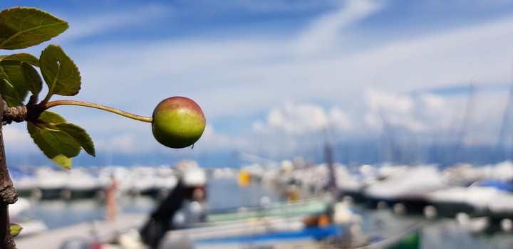 Tiny Apple