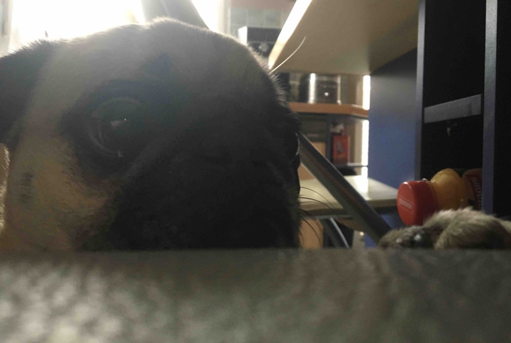 Hund