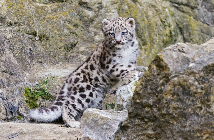 Snow leopard