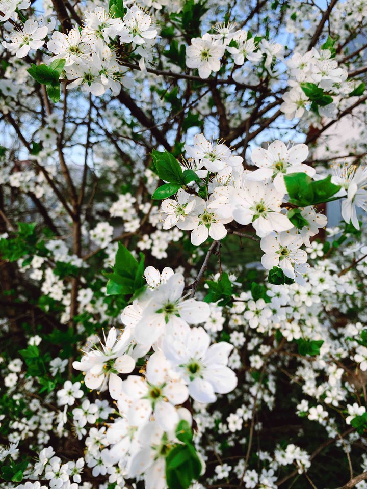 floral