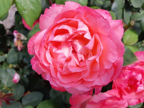 pink rose