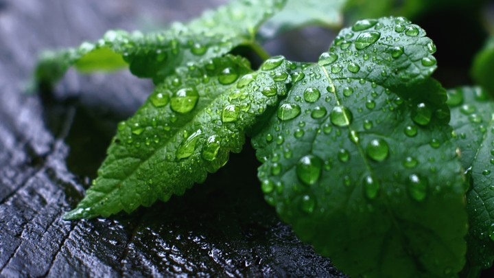 water drop on leaf
