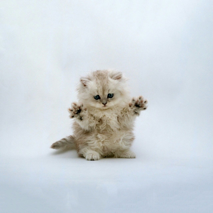 Dolce gattino