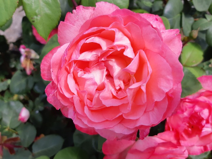 pink rose