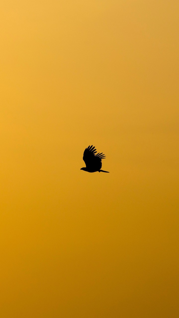 Free bird