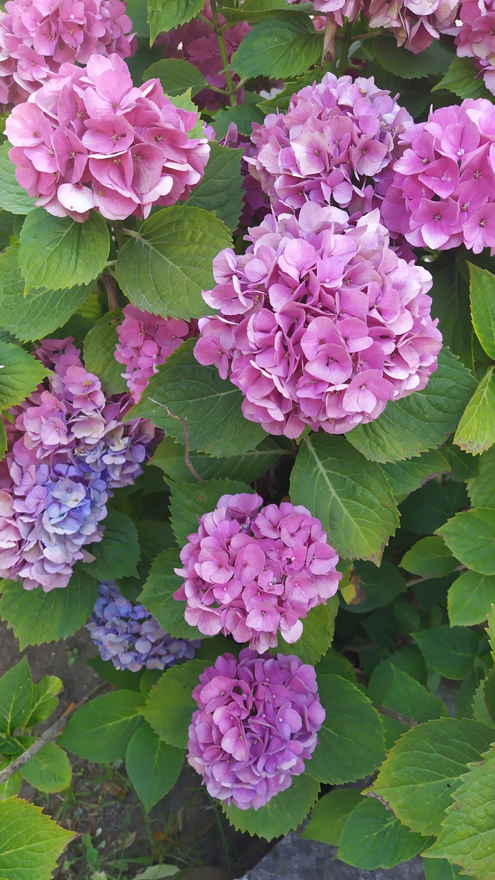 hydrangeas, flowers