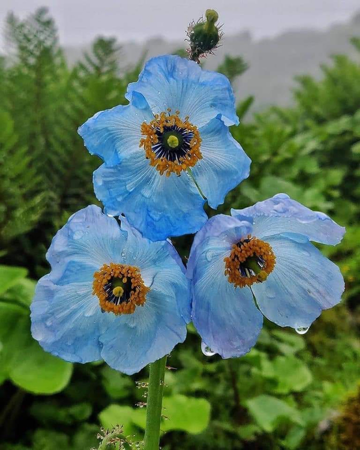 Flourished Flowers