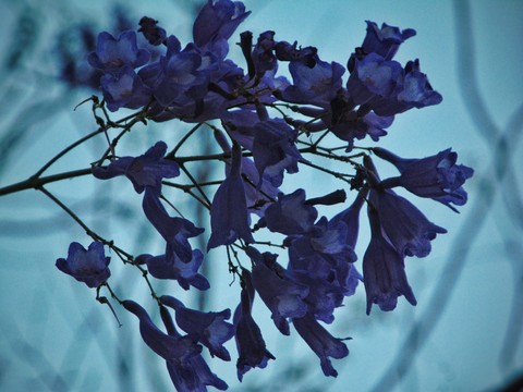 тапети flower, tree