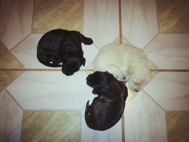 dogs