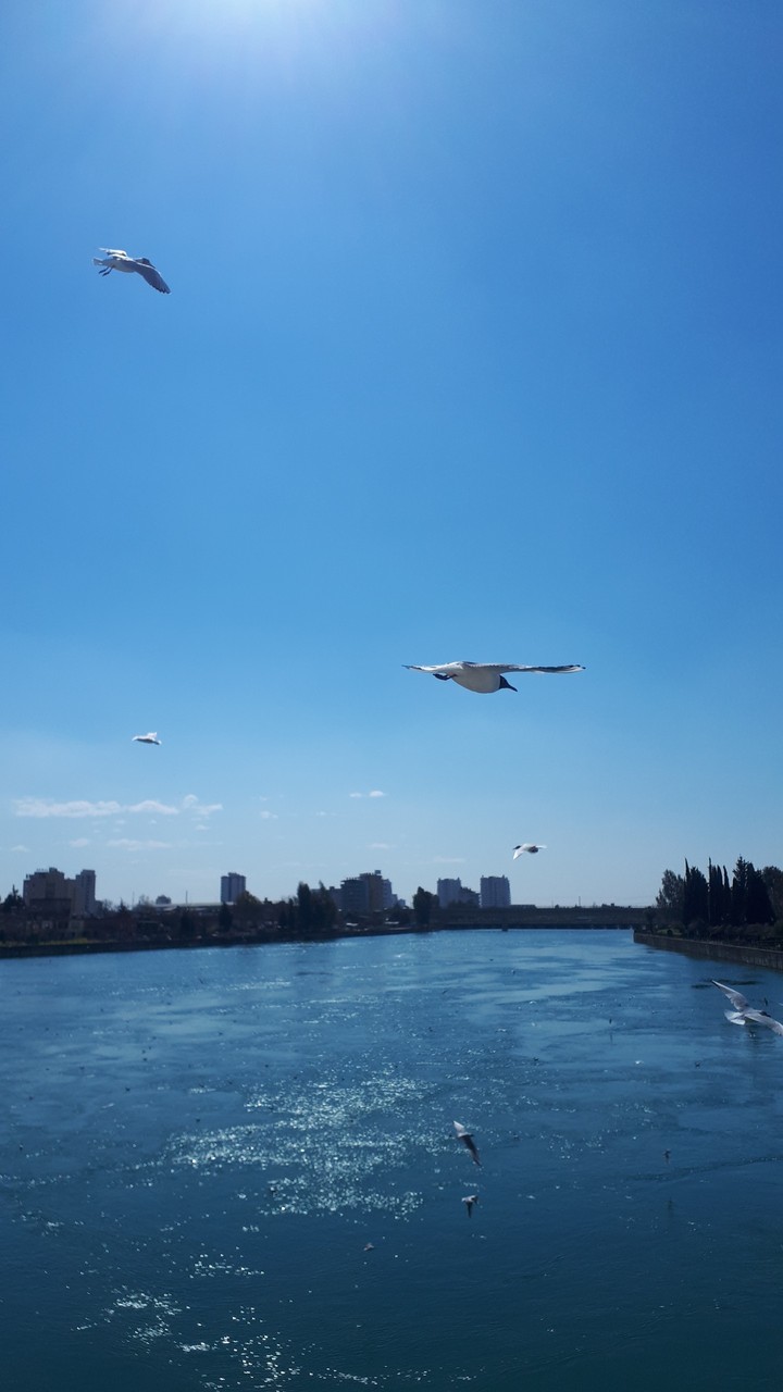 BE FREE LIKE BIRDS    Adana TURKEY