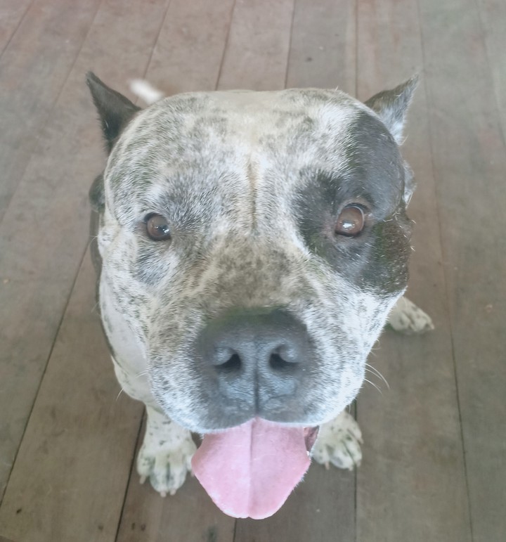 cute dog