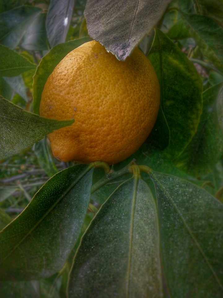 Turkey / mersin / lemon