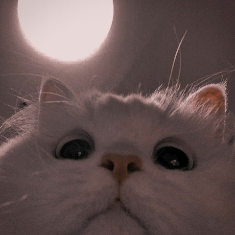 fur, whiskers Hintergrundbilder