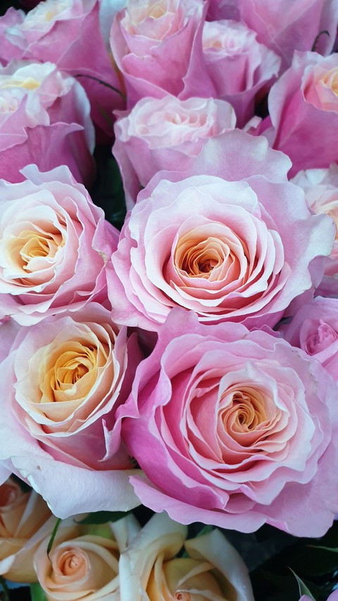 petal, love Hintergrundbilder
