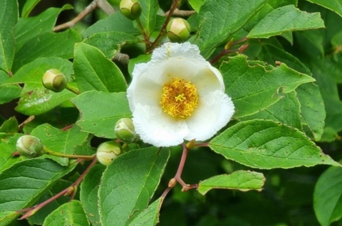 обои shrub, flower