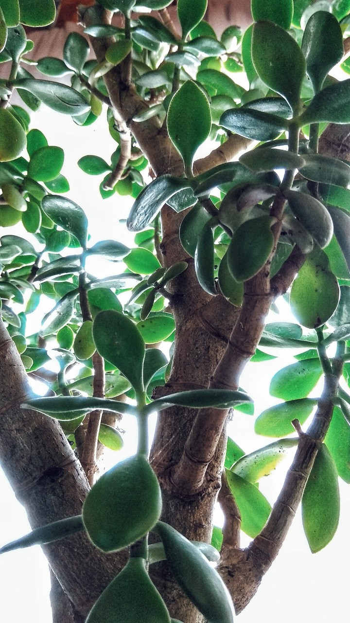Денежное дерево.