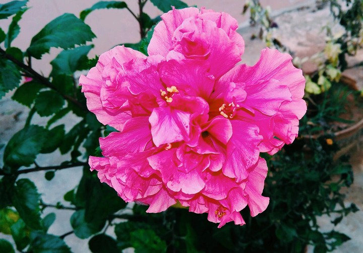 hibiscus