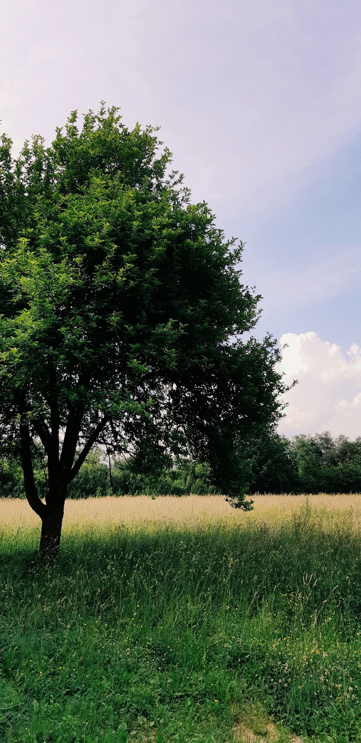 Green Everywhere