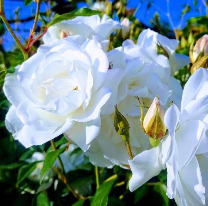 rose blanche