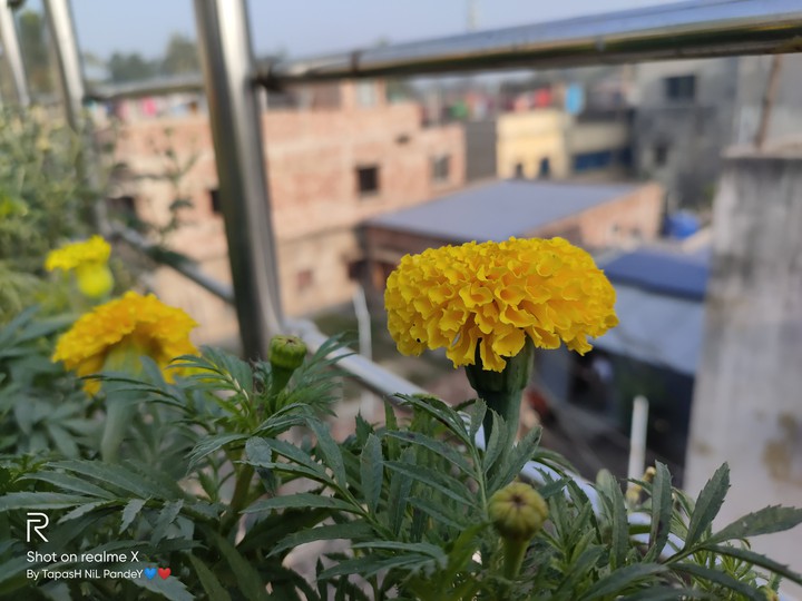 Yellow Marigolds.. Click : BY ME..