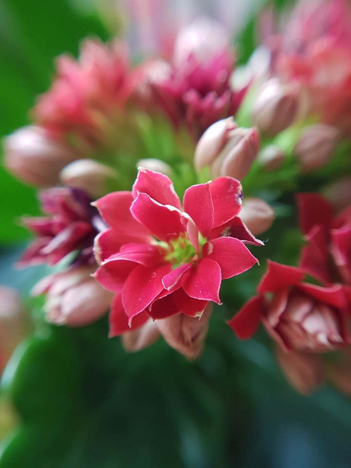 red flower