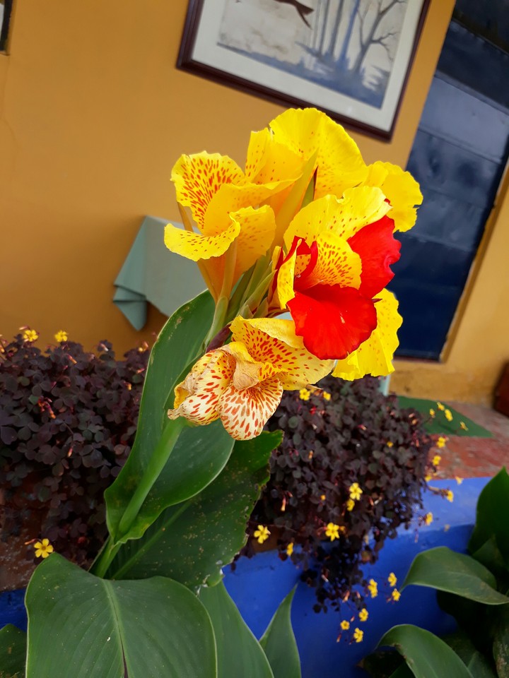 flor