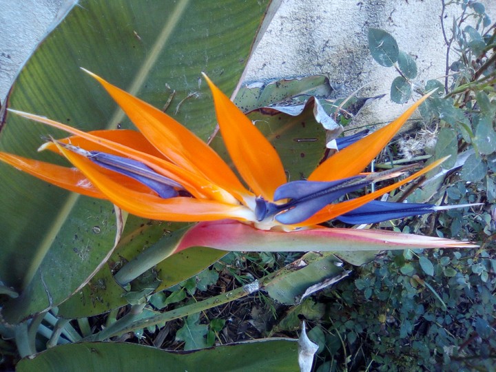 paradise flower