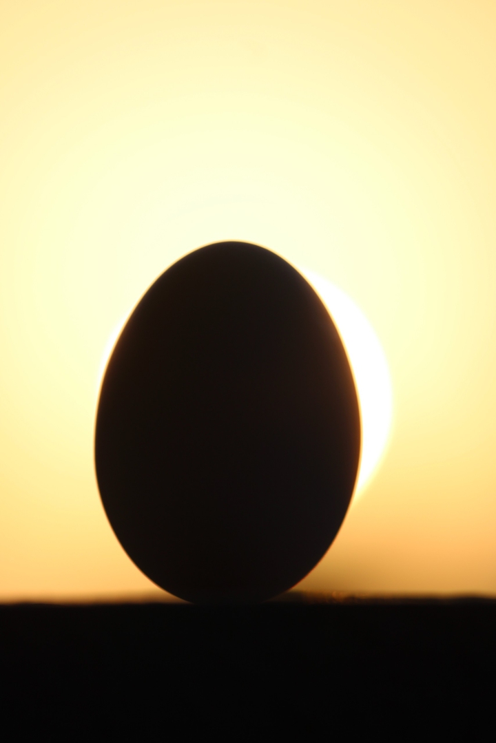 egg