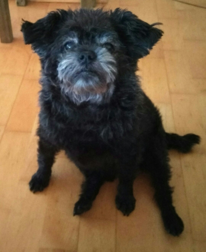 Affenpinscher