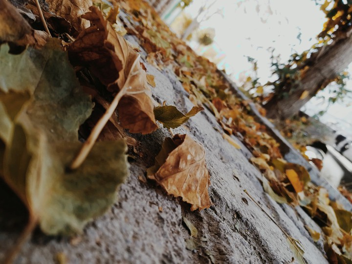 fall is my love