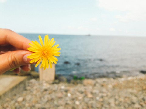 papéis de parede calendula, flower
