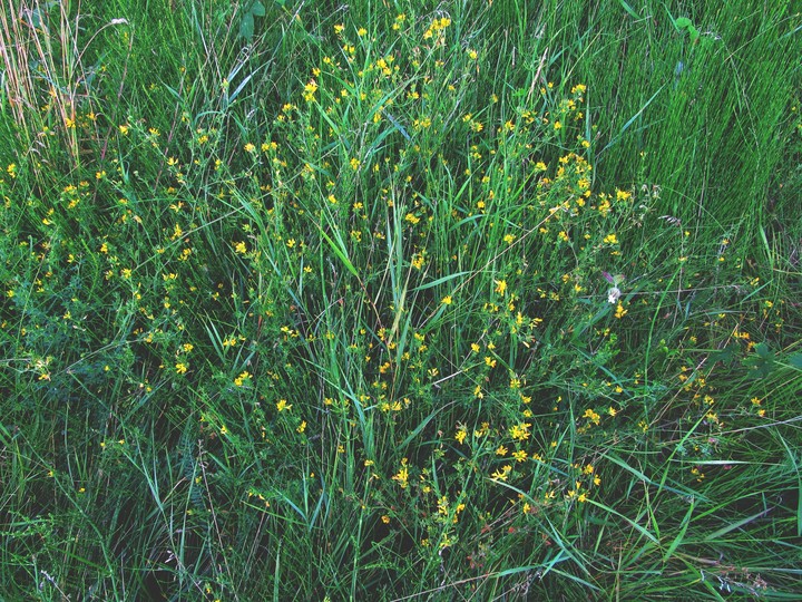 grass