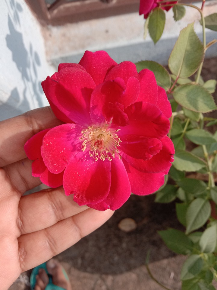 Rose